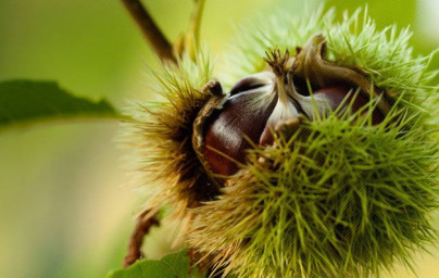Liečivé aktívne zložky pagaštanu konského